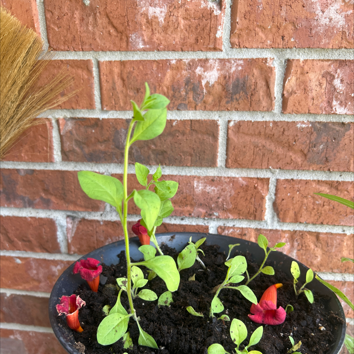 Photo of the plant species petunia by @NoblePlumtree45 named Planty on Greg, the plant care app