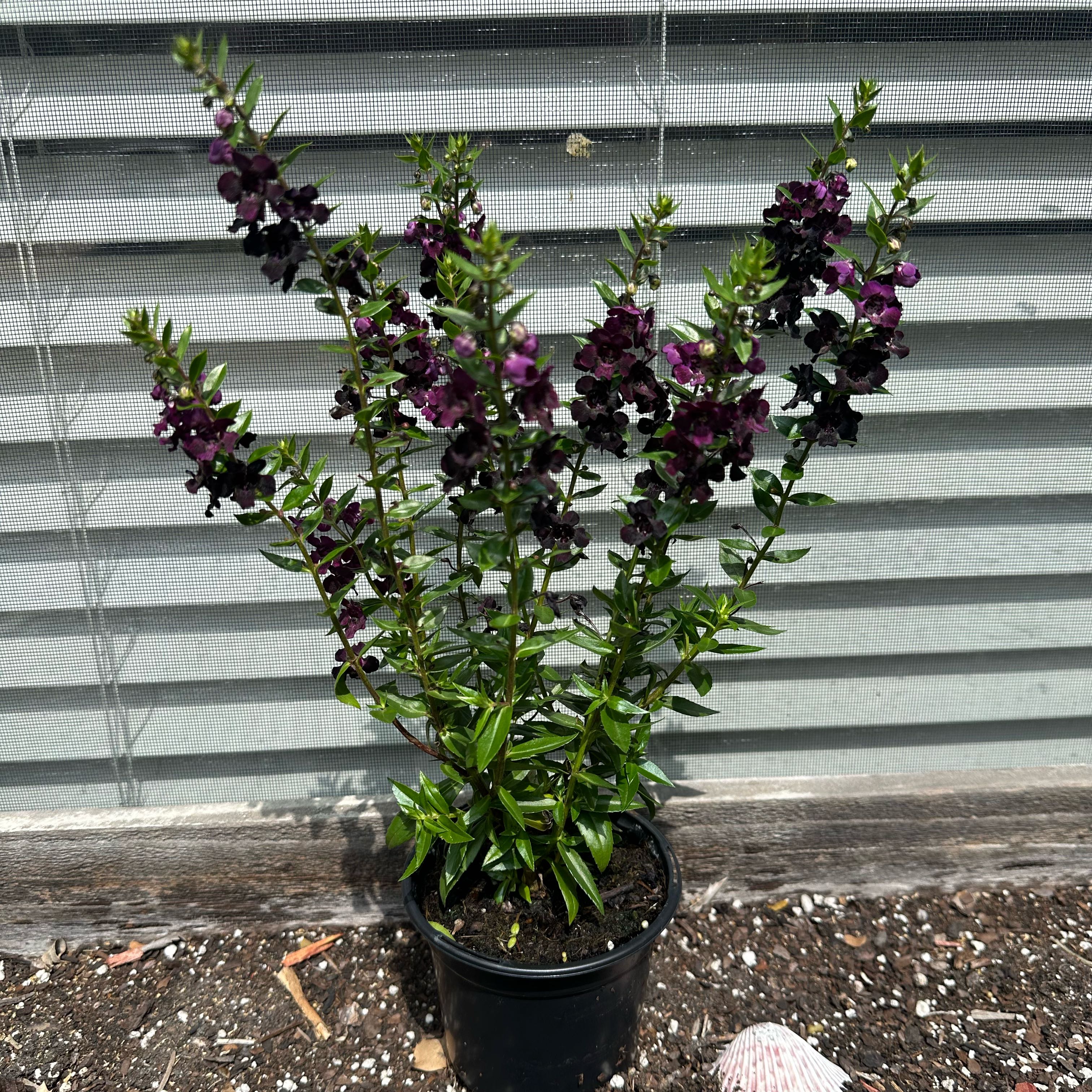 Photo of the plant species Angelonia 'Angelflare Black' by @GoldCamelina17 named Maya on Greg, the plant care app
