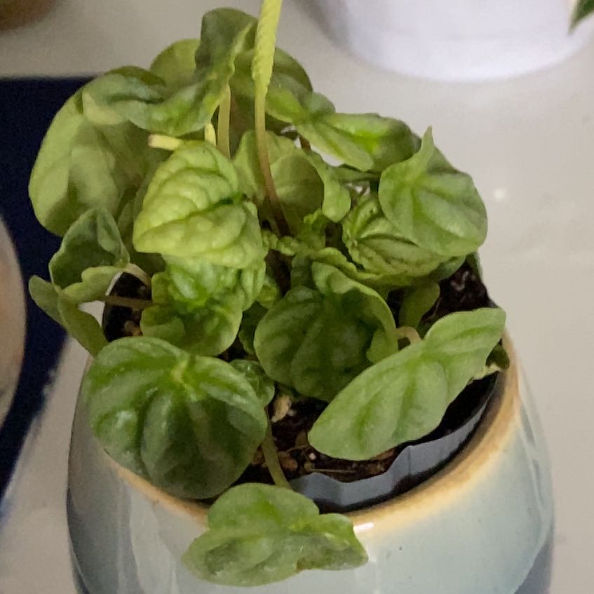 Photo of the plant species Silver Ripple Peperomia by @WinTutsan39 named Morgan Treeman on Greg, the plant care app