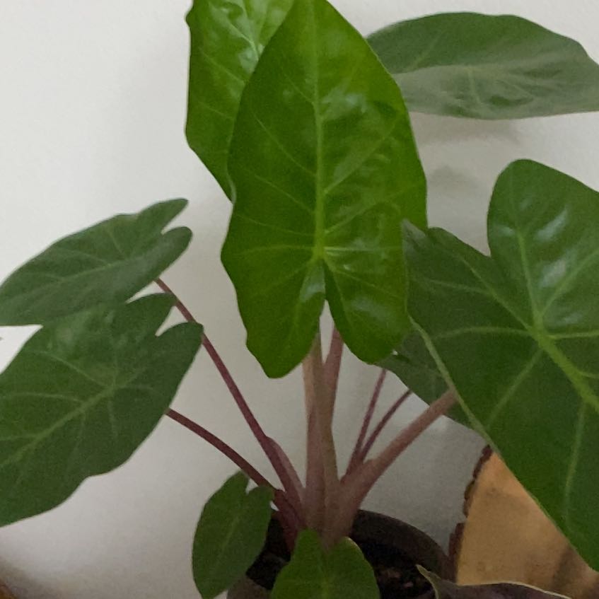 Photo of the plant species Red Imperial by @WinTutsan39 named Huckleberry Fern on Greg, the plant care app