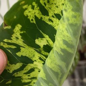 Photo of the plant species Hilo Beauty by @WinTutsan39 named Leonardo on Greg, the plant care app