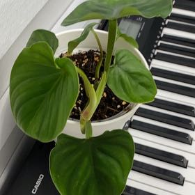 Photo of the plant species Philodendron 'Mamei Silver' by @WinTutsan39 named Tree Diddy on Greg, the plant care app