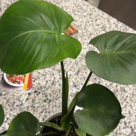 Photo of the plant species Monstera 'Albo Borsigiana' by @ExecBaneberry11 named Luna on Greg, the plant care app