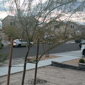 Photo of the plant species Palo Verde by @ExecBaneberry11 named Kobe on Greg, the plant care app