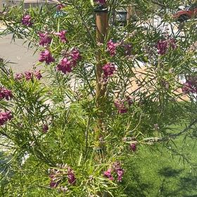 Photo of the plant species Desert Willow by @ExecBaneberry11 named Bigleef Smalls on Greg, the plant care app