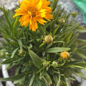 Photo of the plant species Large-Flowered Tickseed by @ExecBaneberry11 named Planty on Greg, the plant care app
