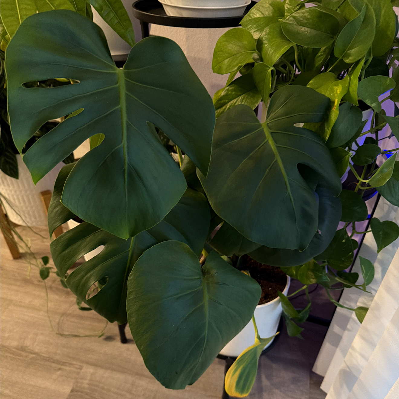 Photo of the plant species Monstera 'Albo Borsigiana' by @ExecBaneberry11 named Luna on Greg, the plant care app