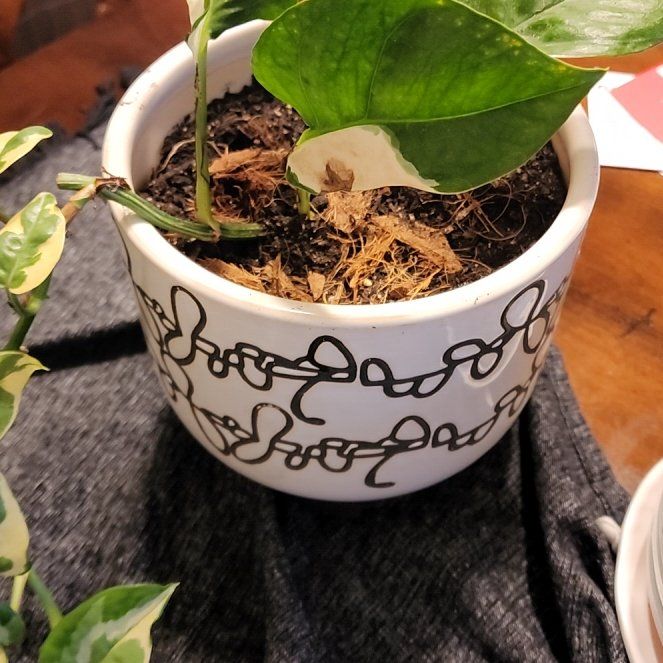 Photo of the plant species Epipremnum 'Njoy' by @NobleJubileeivy named Sproutacus on Greg, the plant care app