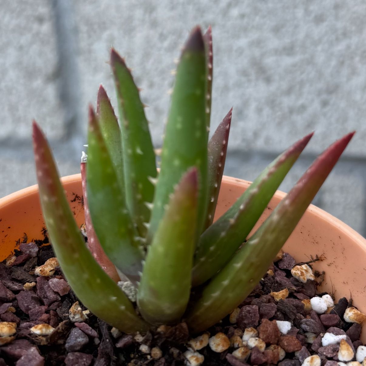 Photo of the plant species Blue Leaf Aloe by @WillCaleypea60 named Morgana on Greg, the plant care app