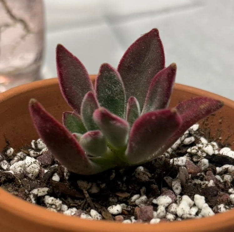Photo of the plant species Echeveria Red Devotion by @WillCaleypea60 named Ramona on Greg, the plant care app
