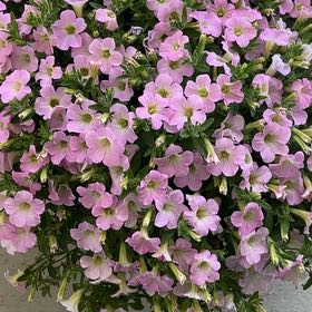 Photo of the plant species Petunia 'Itsy Pink' by @TryRosarypea73 named poh the third on Greg, the plant care app