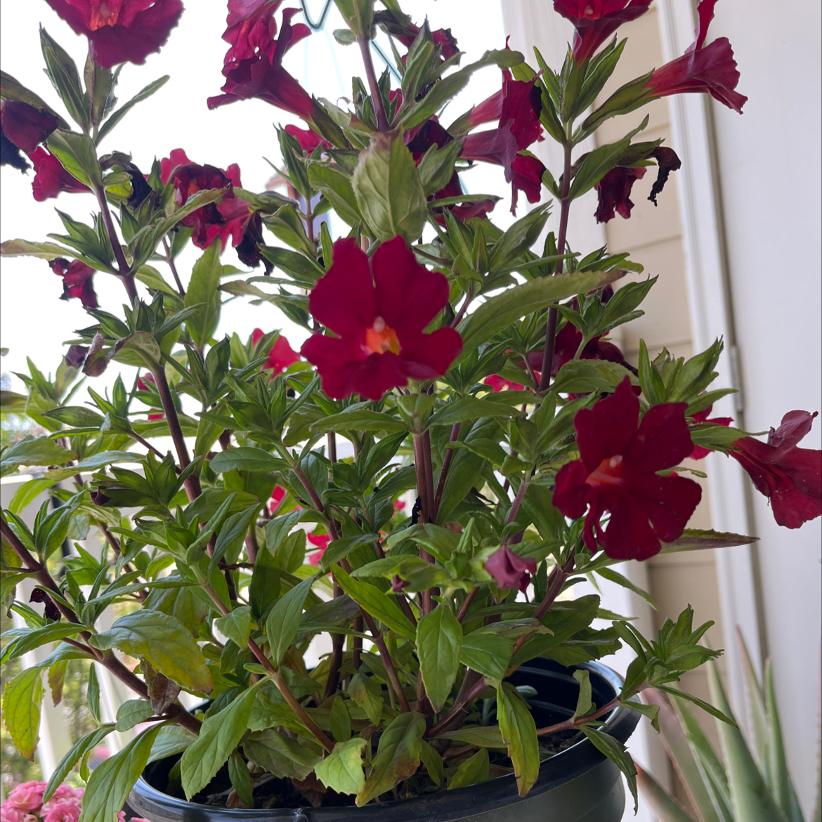 Photo of the plant species Monkey Flower by @TryRosarypea73 named burst berry on Greg, the plant care app