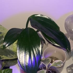 Photo of the plant species Dragon Tail by @LeadFenugreek named Osmo on Greg, the plant care app