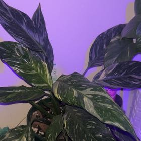 Photo of the plant species Varigated Peace Lilly by @LeadFenugreek named Navajo on Greg, the plant care app