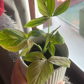 Photo of the plant species Syngonium by @LeadFenugreek named Baesil on Greg, the plant care app