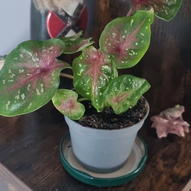 Photo of the plant species Caladium 'Casey' by @KeyLithops9 named Curie on Greg, the plant care app