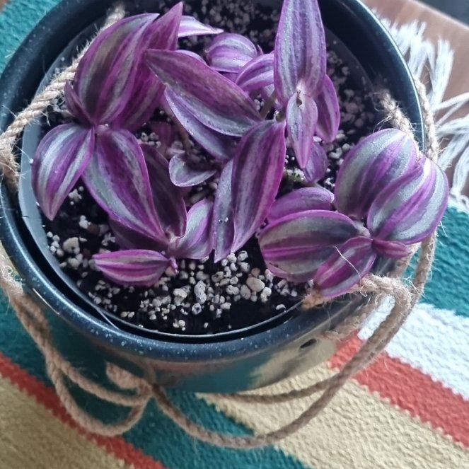 Photo of the plant species Tradescantia 'Pink Paradise' by @KeyLithops9 named Naomi on Greg, the plant care app