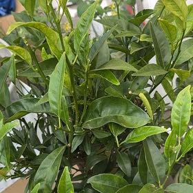 Photo of the plant species Clementine by @KeyBlue47 named Gobi on Greg, the plant care app