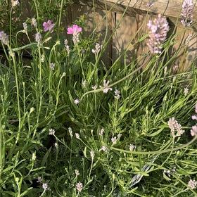 Photo of the plant species Lavender 'Miss Katherine' by @KeyBlue47 named Bieber on Greg, the plant care app