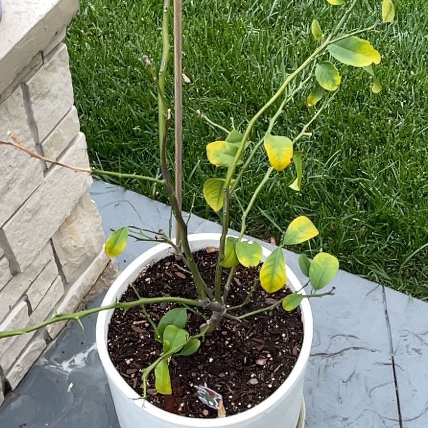 Photo of the plant species Lemon by @WinBrandegea38 named Sanders on Greg, the plant care app