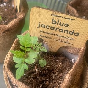 Photo of the plant species Bonsai Blue Jacaranda by @ChummyRiberry11 named Stella on Greg, the plant care app