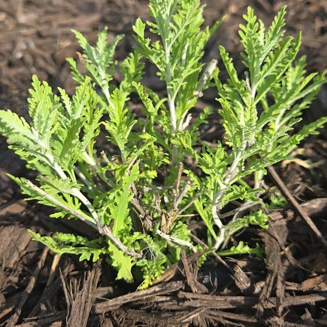 Photo of the plant species Russian Sage 'Taiga' by @HeadFrithia42 named Lola on Greg, the plant care app