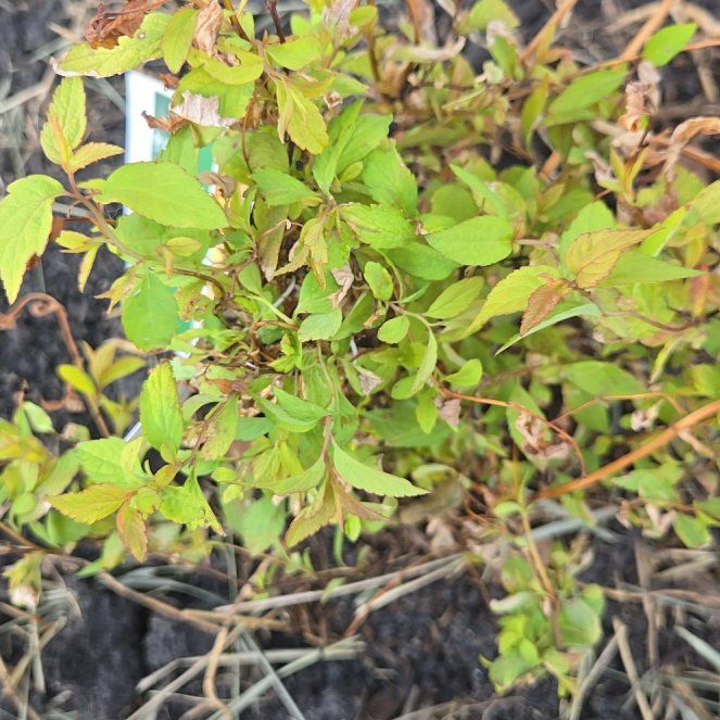 Photo of the plant species Goldflame Spirea by @HeadFrithia42 named Rosa on Greg, the plant care app