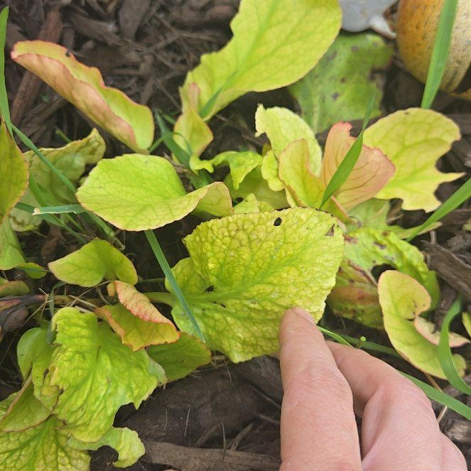 Photo of the plant species Purple Bergenia by @HeadFrithia42 named Tupot amaroot on Greg, the plant care app