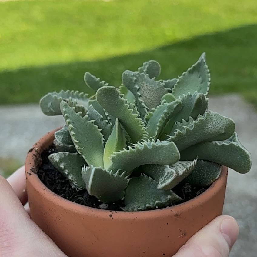 Photo of the plant species Faucaria felina by @AngelWildtea named Diego on Greg, the plant care app