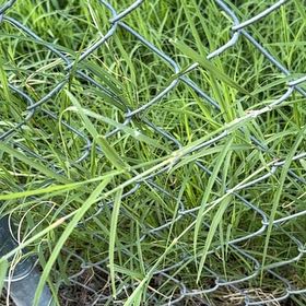 Photo of the plant species Rush-Stem Clematis by @DaintyRoselle5 named Ulysses S Plant on Greg, the plant care app