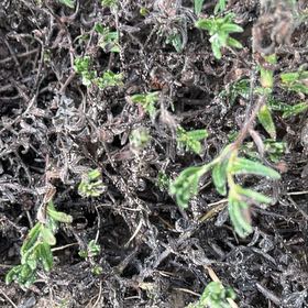 Photo of the plant species Lompoc Mesa Bush Monkeyflower by @GrandVicksplant named Mando on Greg, the plant care app