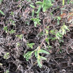 Photo of the plant species Lompoc Mesa Bush Monkeyflower by @GrandVicksplant named Stella on Greg, the plant care app