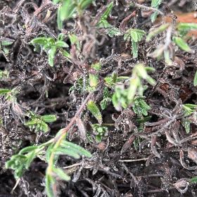Photo of the plant species Lithodora by @GrandVicksplant named Baesil on Greg, the plant care app