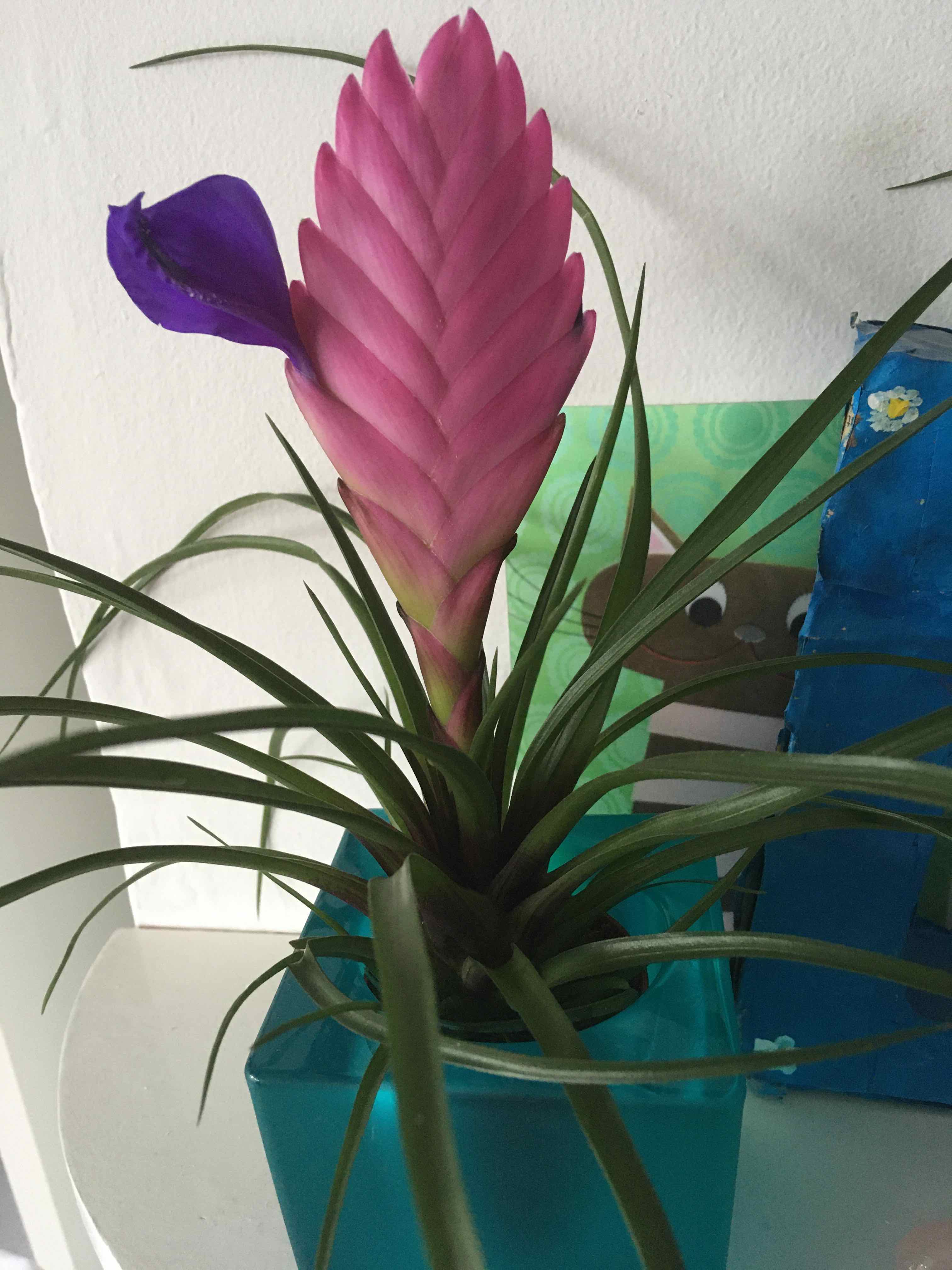 Pink Quill plant (Tillandsia cyanea) with a pink bract and purple flower in a blue pot.