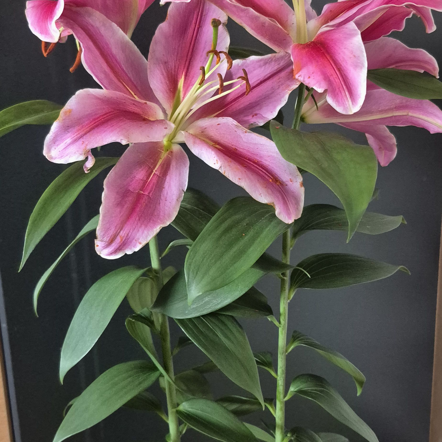Photo of the plant species Casa Blanca Lily by @FreeKudulily96 named Eva on Greg, the plant care app