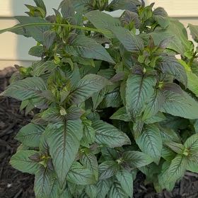 Photo of the plant species Sugar Buzz 'Berry Taffy' Bee Balm by @GlowingKaramu58 named Doja Cat on Greg, the plant care app