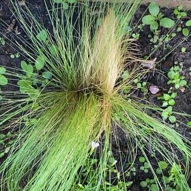 Photo of the plant species Silver Tussock by @CunningLilac83 named Navajo on Greg, the plant care app
