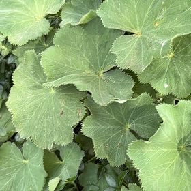 Photo of the plant species Lady's Mantle by @DeftCowbane74 named Duke on Greg, the plant care app