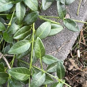 Photo of the plant species Lesser Periwinkle by @DeftCowbane74 named Coco on Greg, the plant care app