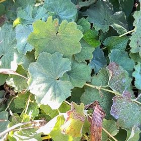 Photo of the plant species Lady's Mantle by @SirBonsi29 named Aria on Greg, the plant care app