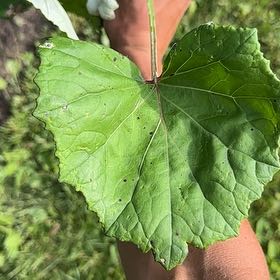 Photo of the plant species Coltsfoot by @SirBonsi29 named Rihanna on Greg, the plant care app