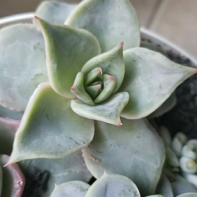 Photo of the plant species Echeveria 'Madiba' by @Kanojo named Kylie on Greg, the plant care app