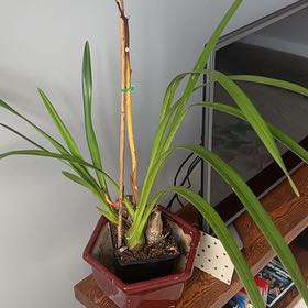 Photo of the plant species Red Cymbidium by @DivineTexassage named Elina on Greg, the plant care app