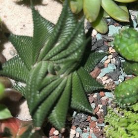 Photo of the plant species Haworthia limifolia by @AtypicalMum59 named Mr. Twister on Greg, the plant care app