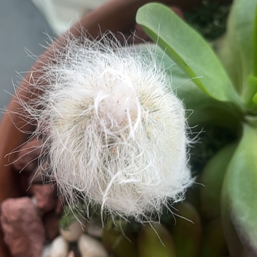 Photo of the plant species Scheuchzer's Cottongrass by @MiracleMexico76 named Sir Plancelot on Greg, the plant care app