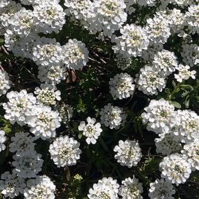 Photo of the plant species Evergreen Candytuft by @FreshGliricidia named Bruce Lee on Greg, the plant care app