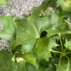 Photo of the plant species Cape Ivy by @FreshGliricidia named Demi on Greg, the plant care app