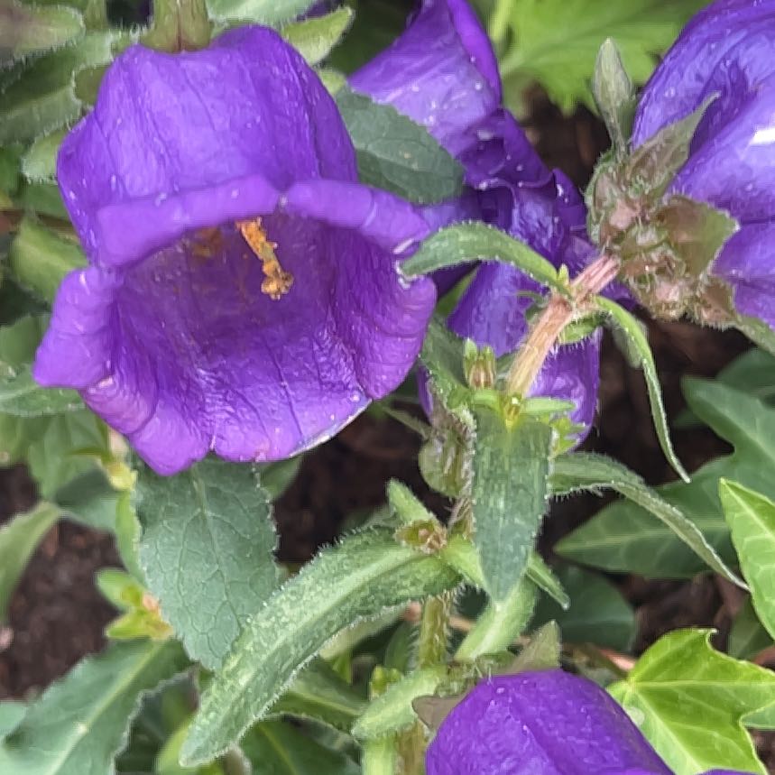 Photo of the plant species Canterbury Bells by @FreshGliricidia named Elina on Greg, the plant care app