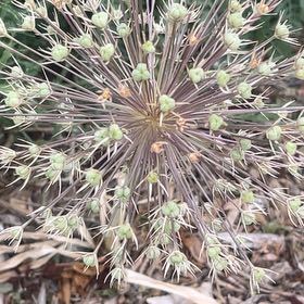 Photo of the plant species Wild Leek by @FreshGliricidia named Elle on Greg, the plant care app