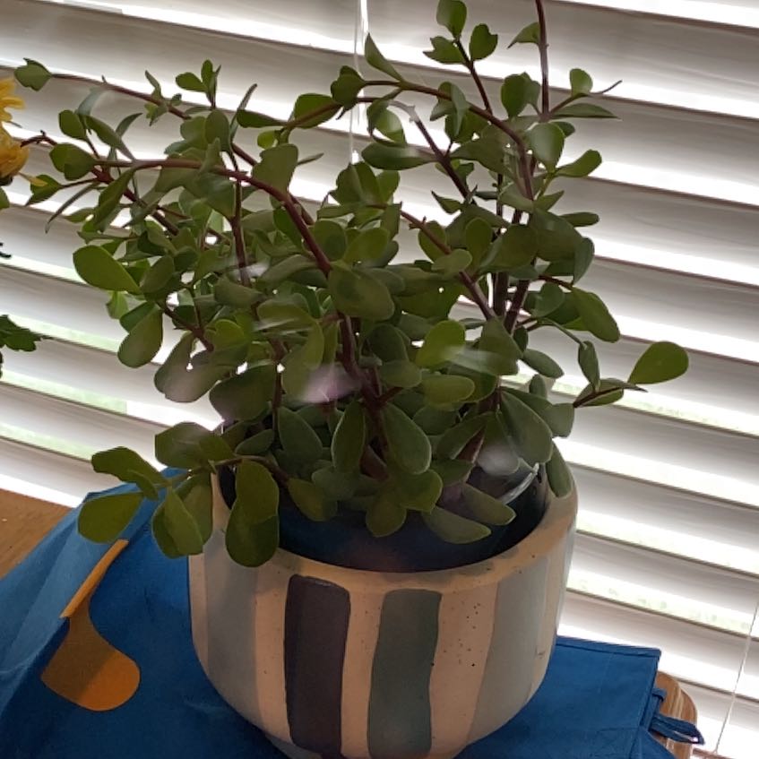 Photo of the plant species Large Leaf Elephant Bush by @HeroCostmary37 named Harry on Greg, the plant care app
